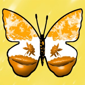 butterflies: 600