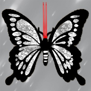 butterflies: 393