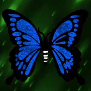 butterflies: 1635