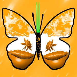 butterflies: 385
