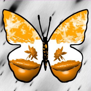 butterflies: 1511