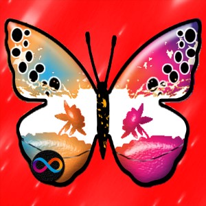 butterflies: 62