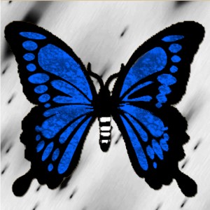 butterflies: 77