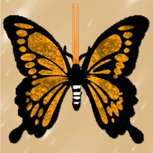 butterflies: 1711