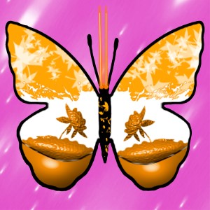 butterflies: 806