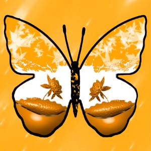 butterflies: 1581