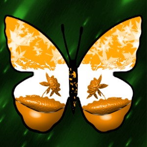 butterflies: 595