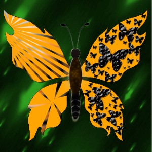 butterflies: 1673
