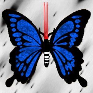 butterflies: 978